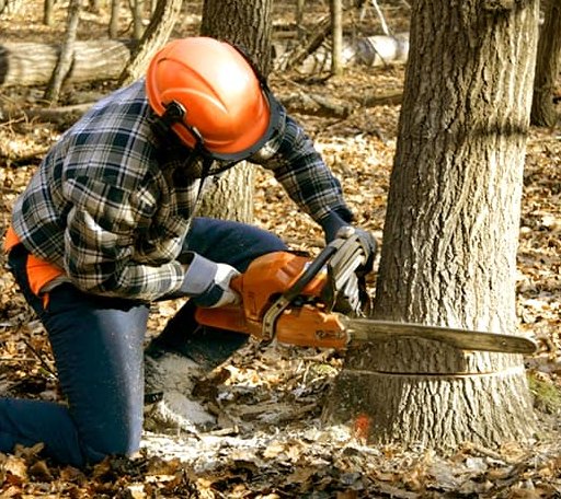 Tree Removal in Exeter, CA
